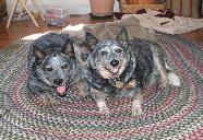 Gypsy & Jester